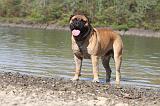 BULLMASTIFF 087